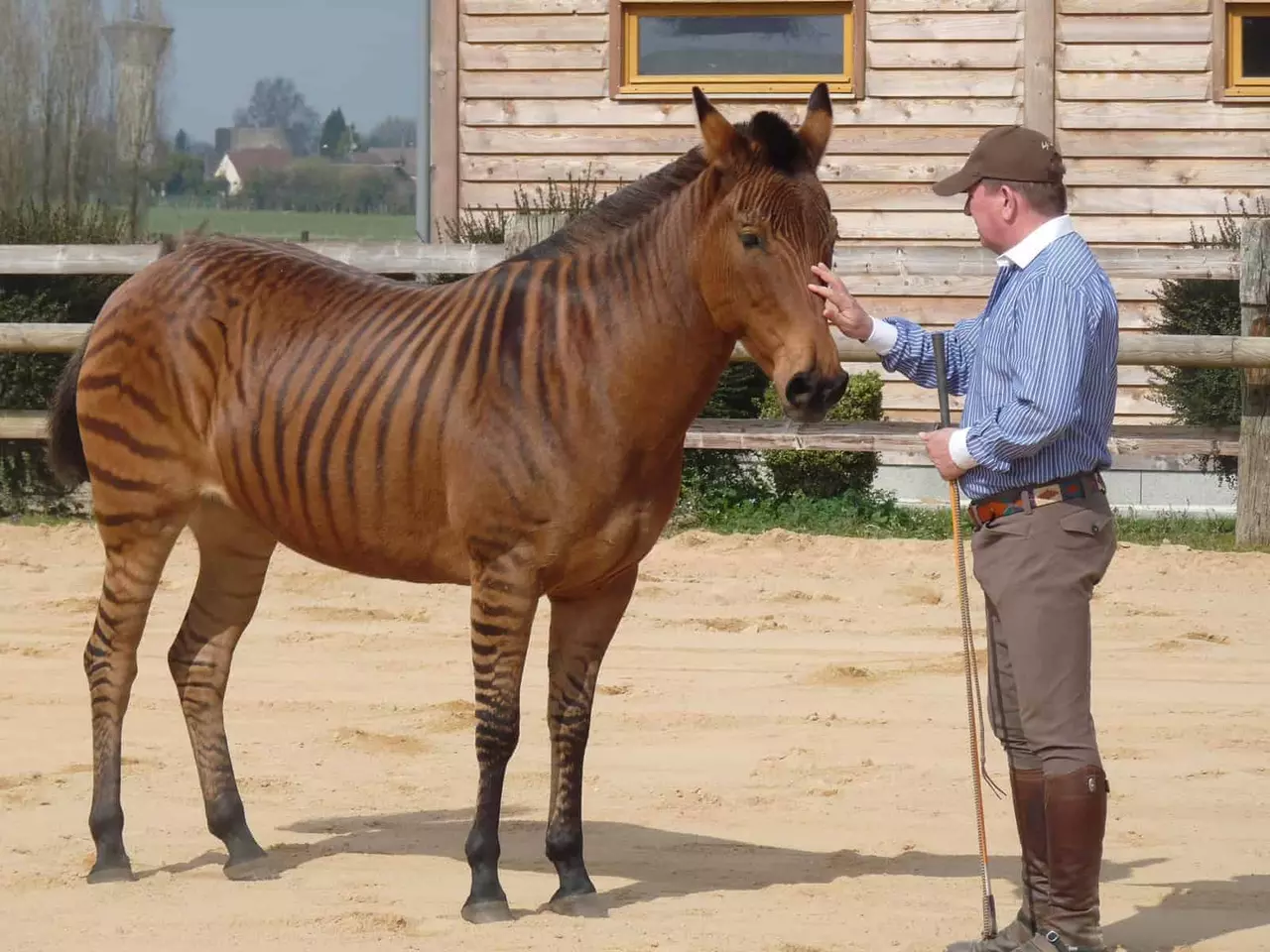 14 Crazy Animal Hybrids That are Actually Real