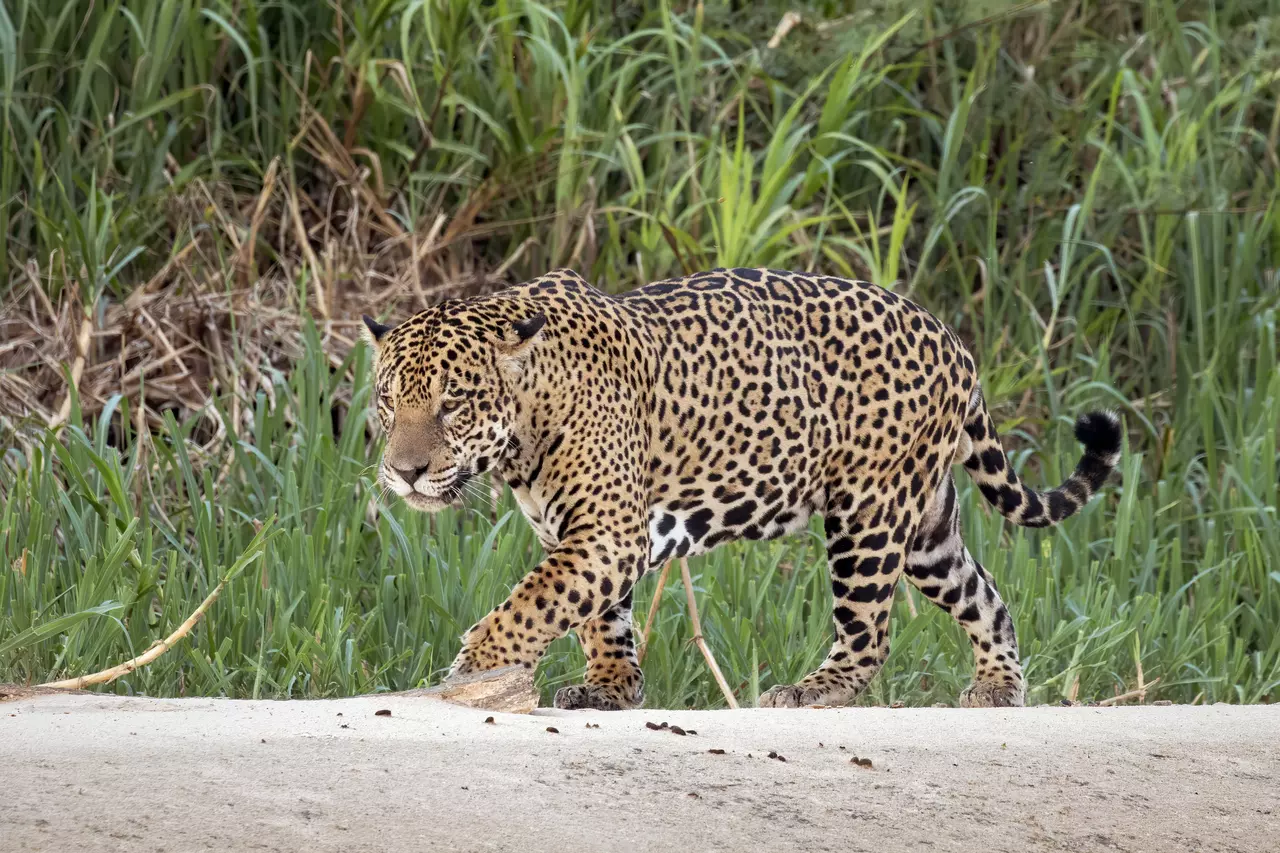 12 Animals You Often Mistake for One Another