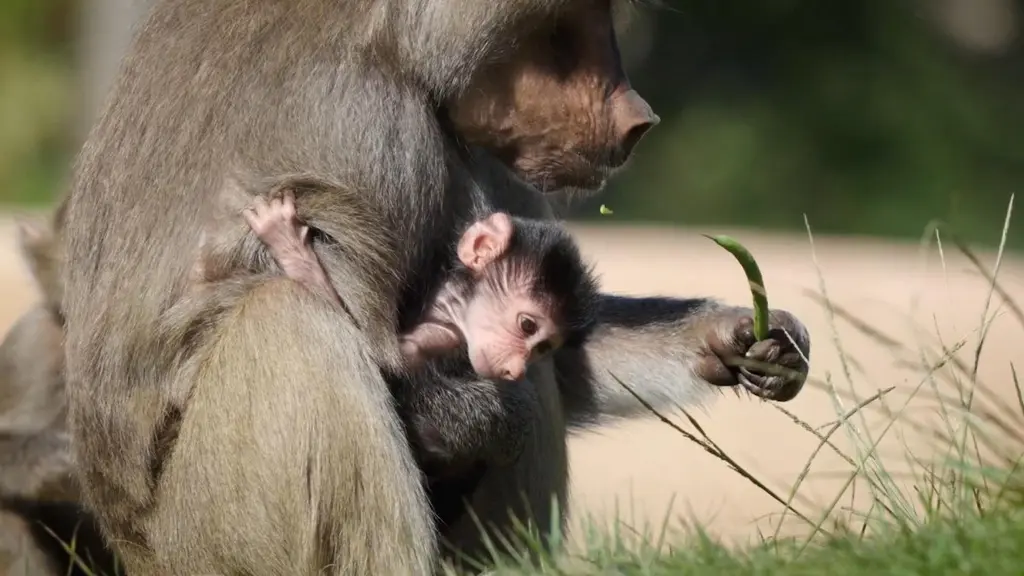 Female hamadryas baboon born at San Diego Zoo