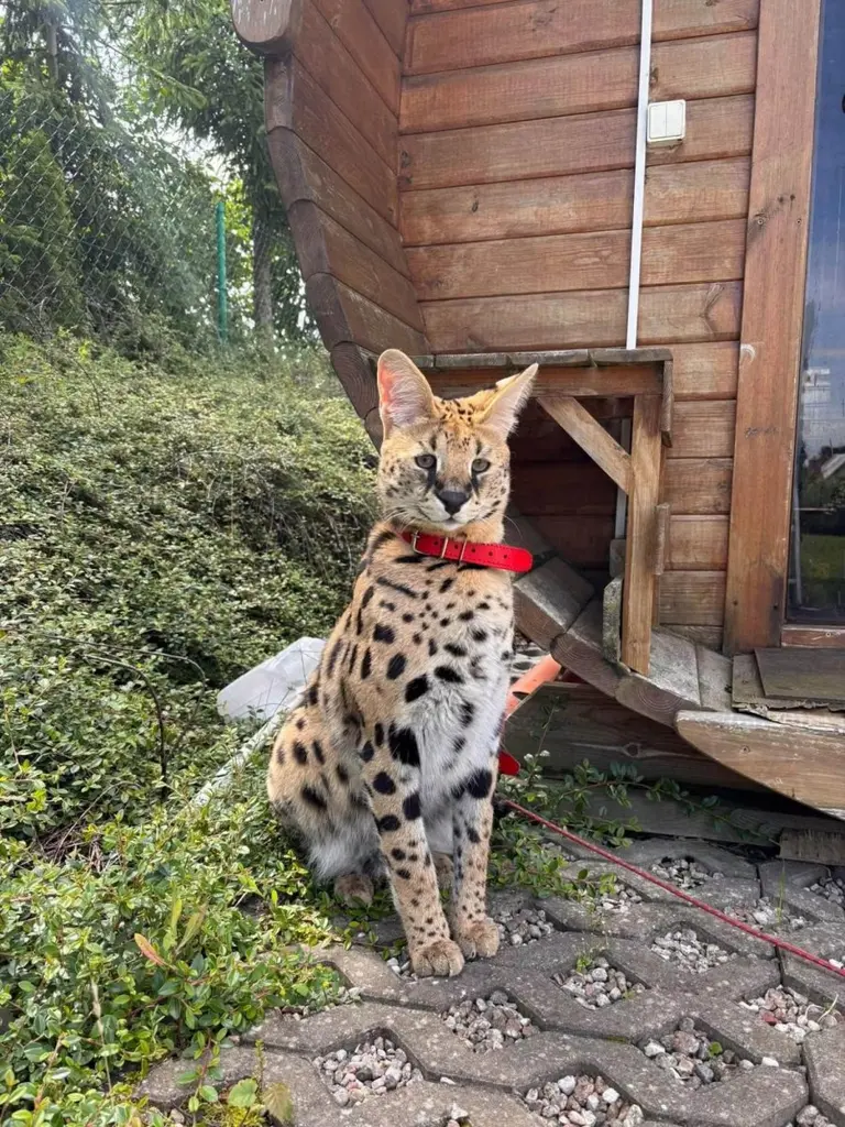 Escaped serval returns home after days on the loose