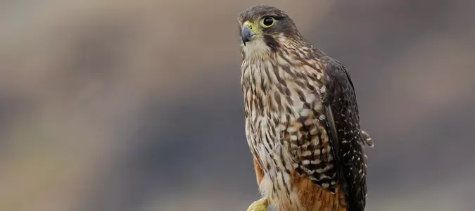 A raptor with no qualms about eating its opponents wins New Zealand's annual bird election