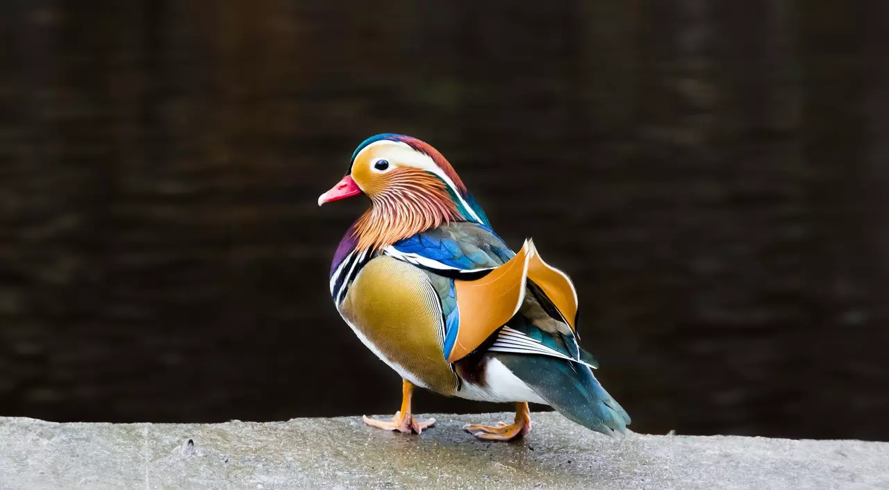 7 of the Most Beautiful Birds on the Planet
