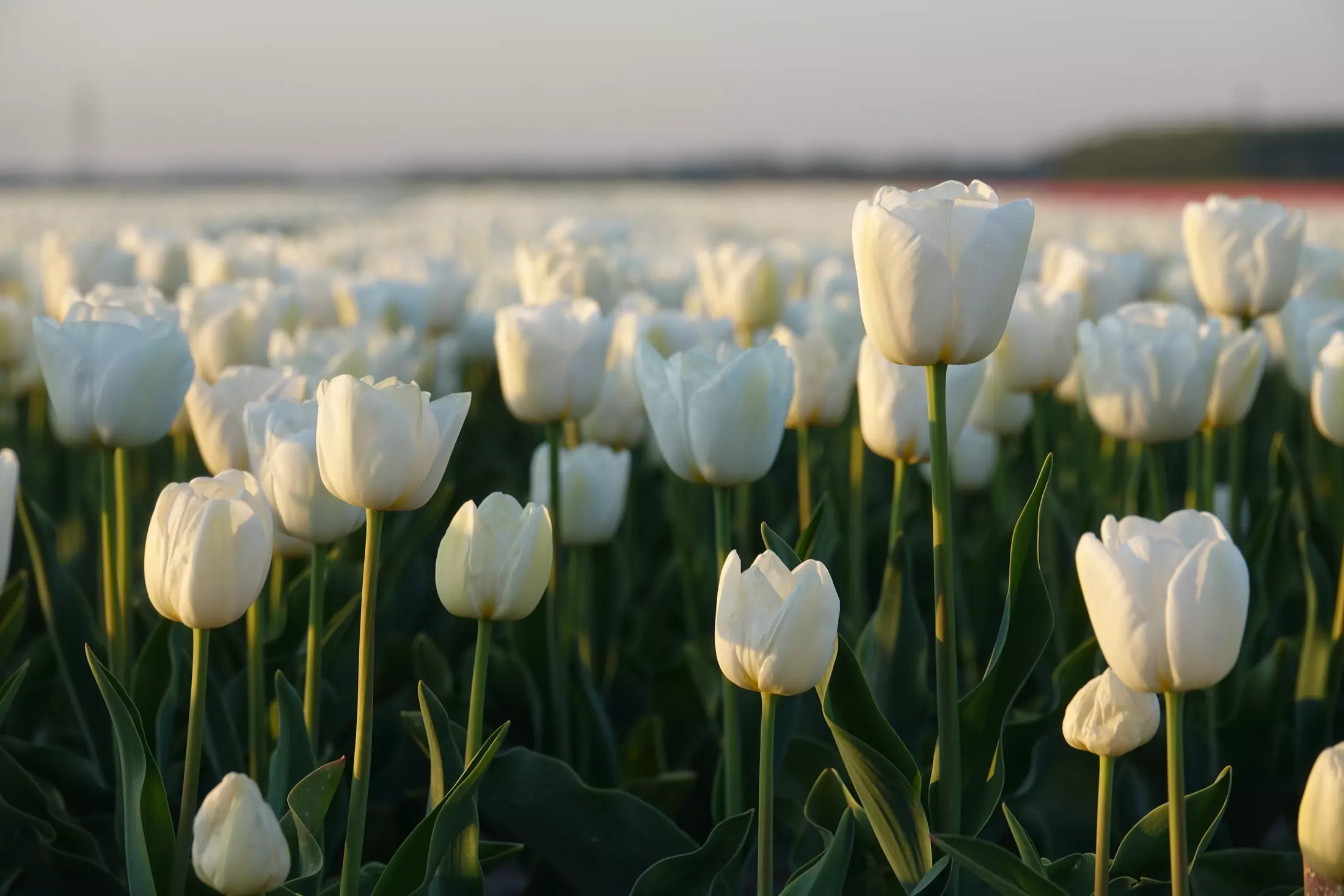 Toxic Plants You Should Avoid if You Have Dogs