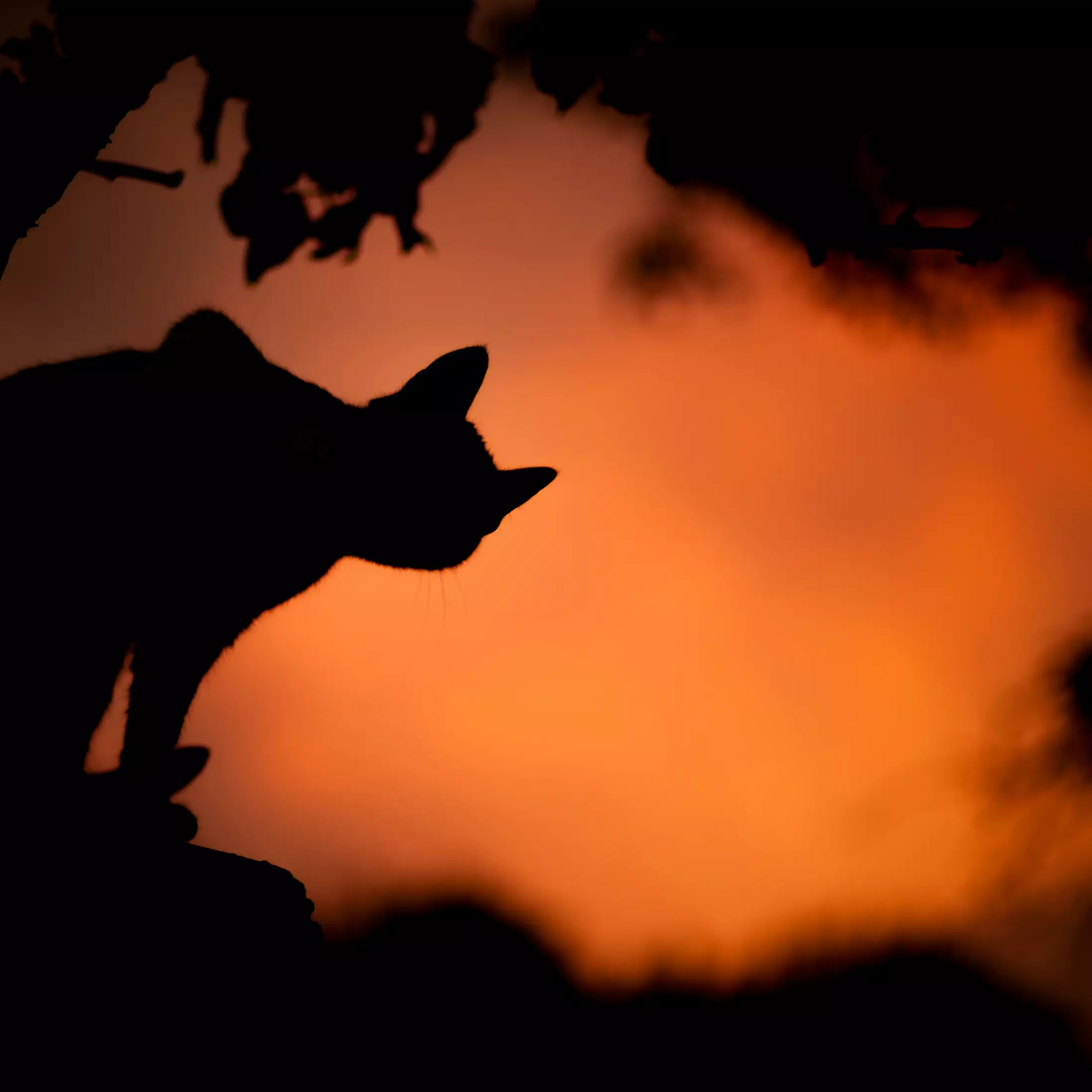 The Origins and Traditions of Halloween