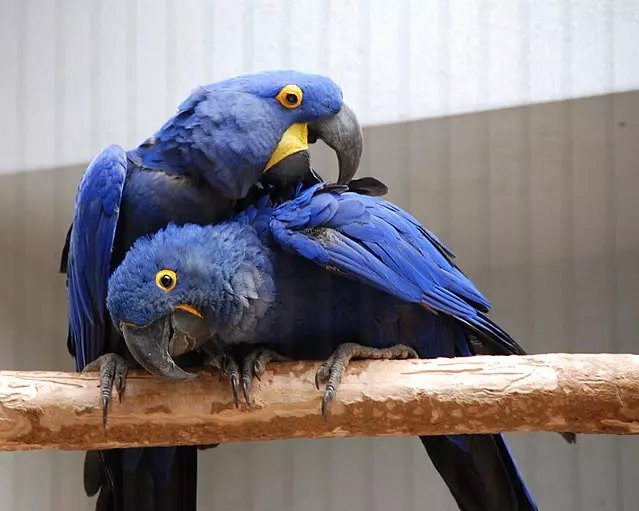 10 of the Most Expensive Animals in the World