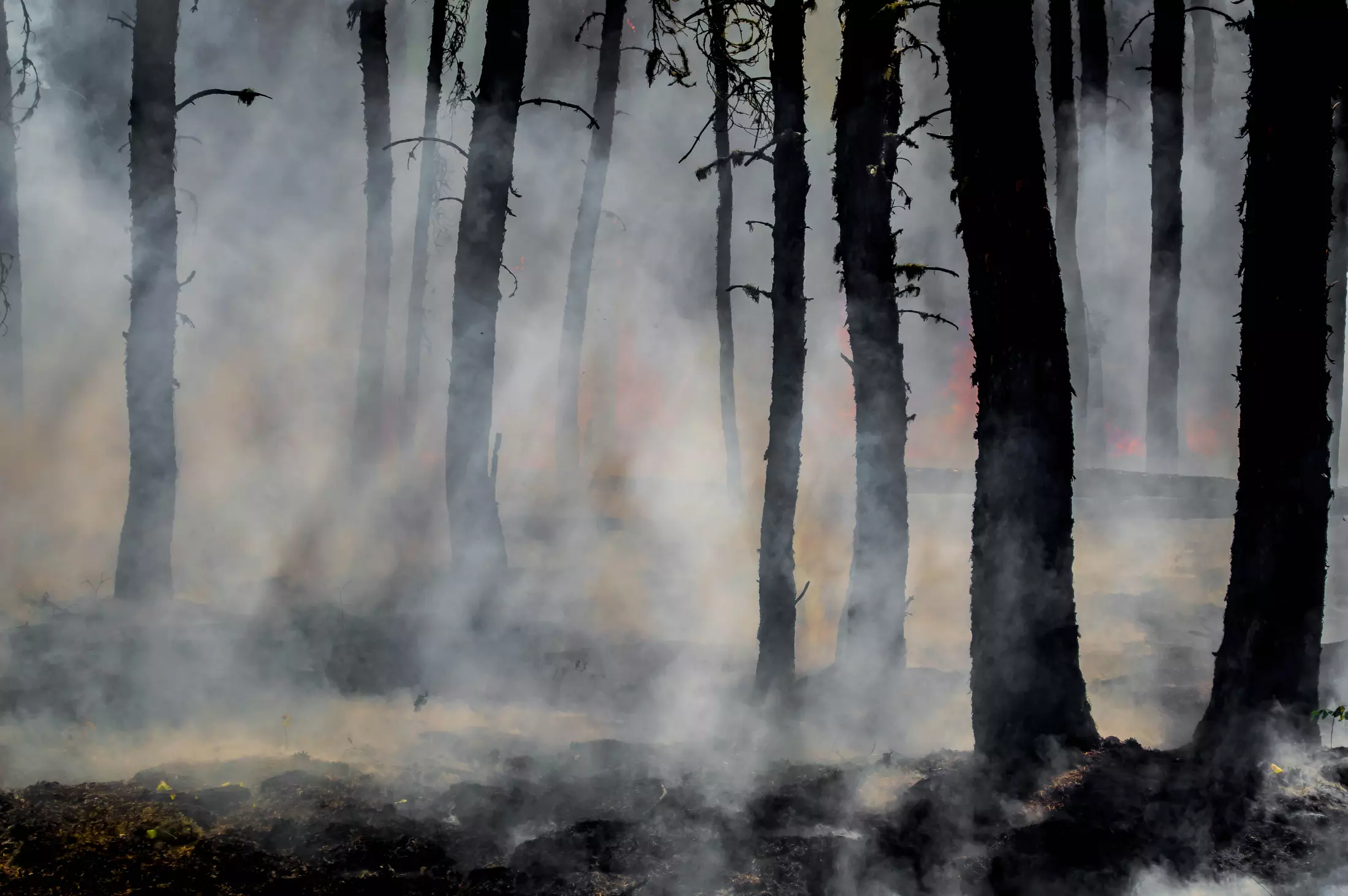 How to Contribute to Victims of the Los Angeles Fires