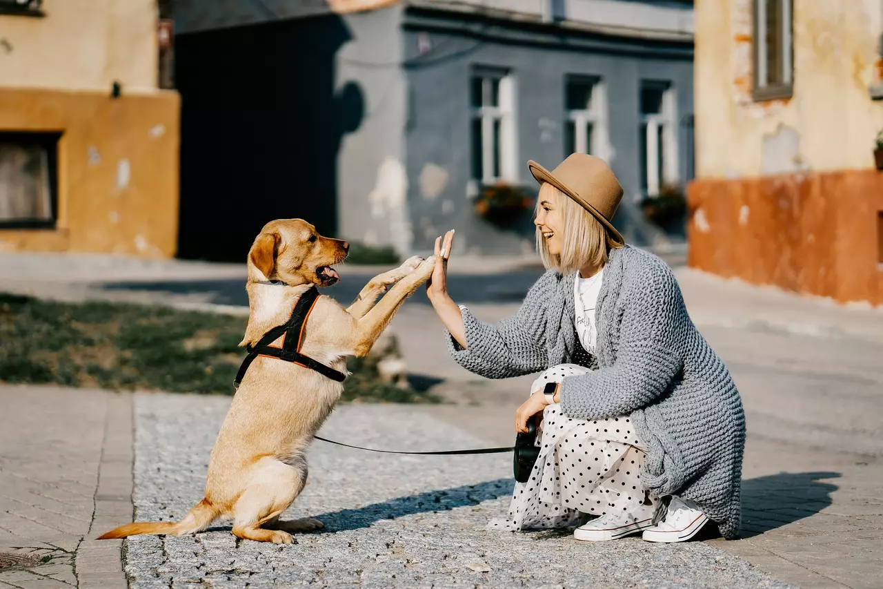 How to Deal with Allergies as a Pet Owner
