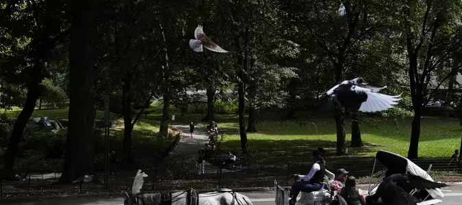 NYC mayor throws support behind bill to ban Central Park horse carriages