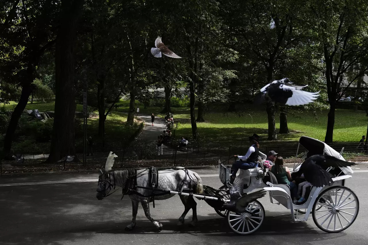 NYC mayor throws support behind bill to ban Central Park horse carriages