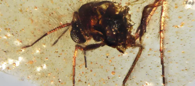 Discovery of insects trapped in amber sheds light on ancient Amazon rainforest