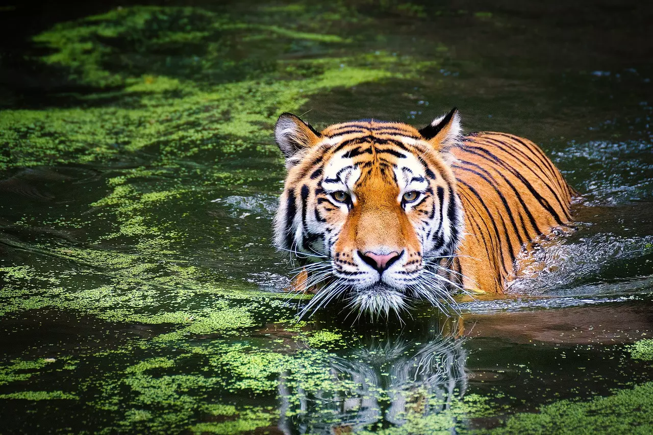 Test Your Knowledge About the Animal Kingdom