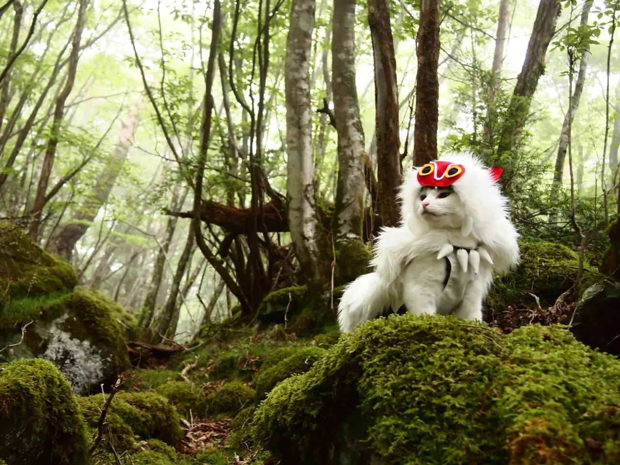 Awesome Anime Cosplay Featuring Cool Cats
