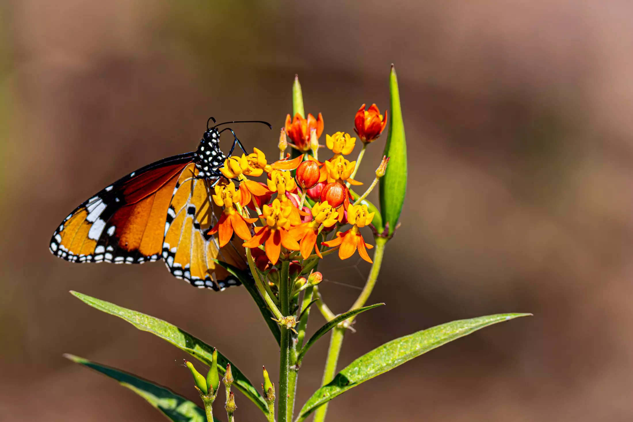 Container Plants for a Colorful Butterfly Garden