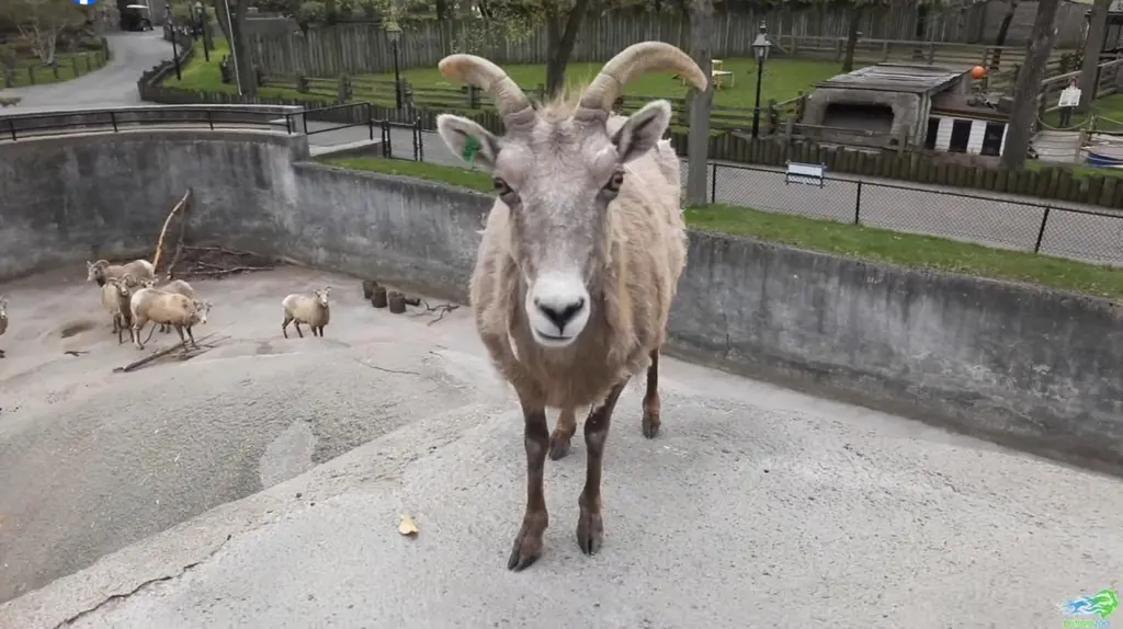 Bighorn sheep briefly escapes enclosure at Buffalo Zoo in New York