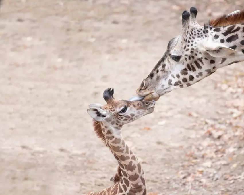 14 Adorable Animals to Make You Smile