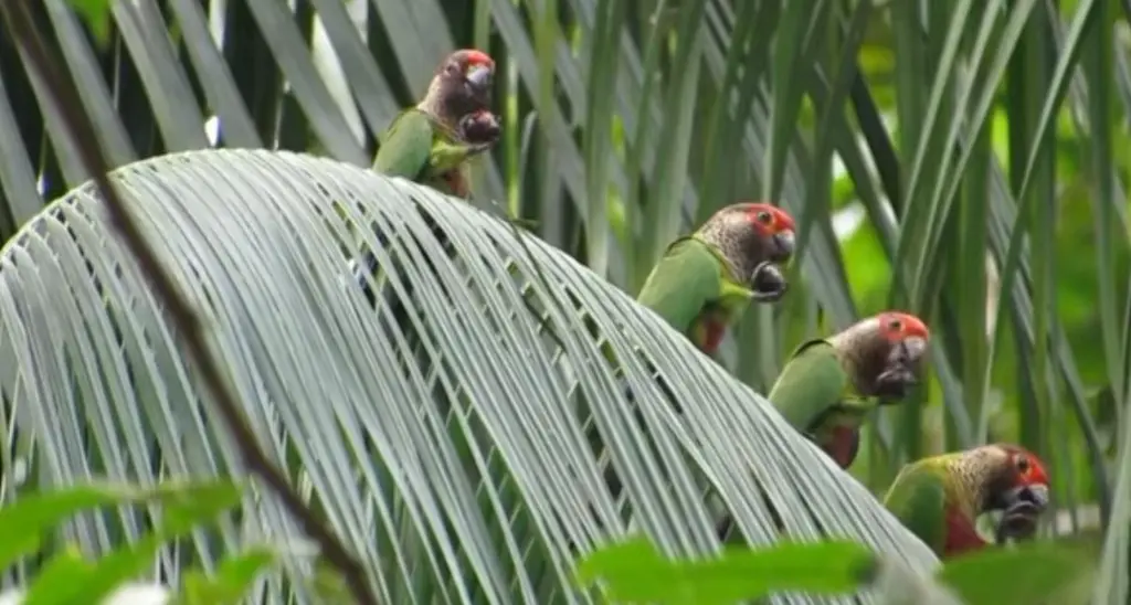 Satellites, sensors and AI team up to monitor the Amazon