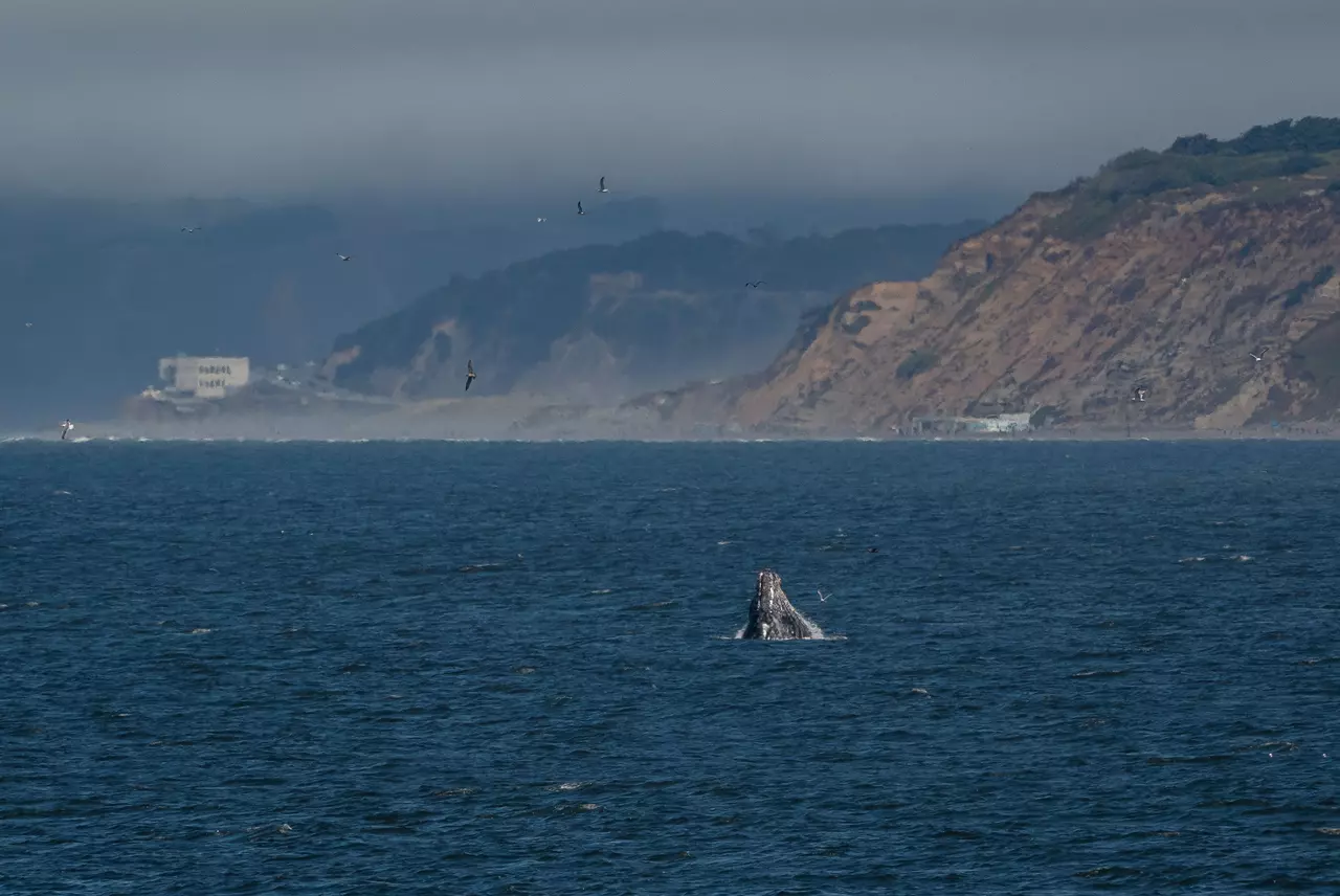 Whales are getting tangled in lines and ropes off the California coast in record numbers