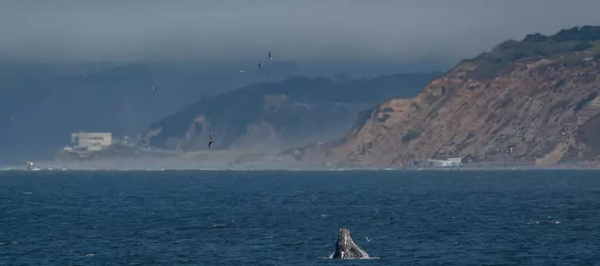 Whales are getting tangled in lines and ropes off the California coast in record numbers