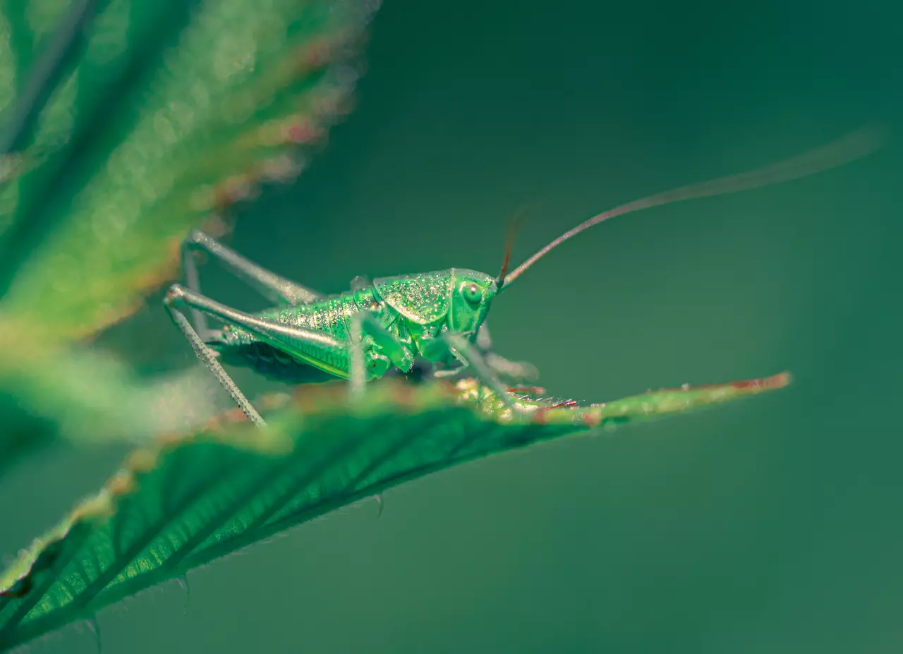 These Macro Photos of Insects Will Make Your Skin Crawl