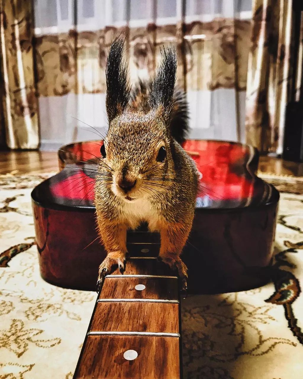 This Man’s Best Friend is a Squirrel