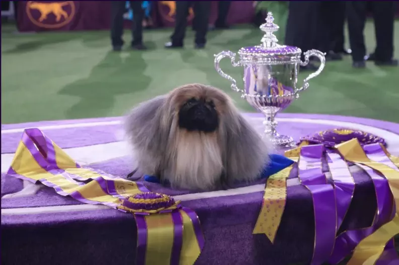 Candid Photos from the Westminster Dog Show