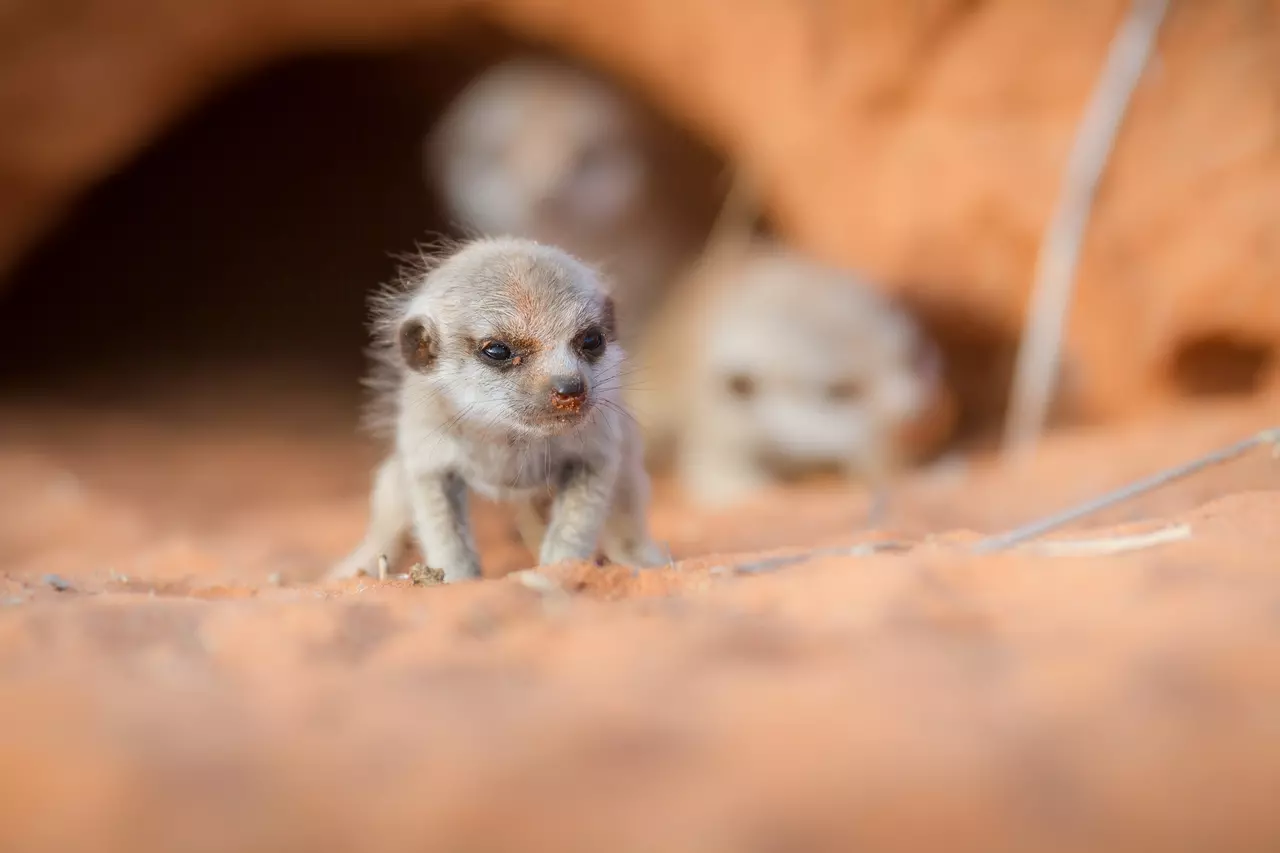 The Extraordinary Lives of Kalahari Meerkats