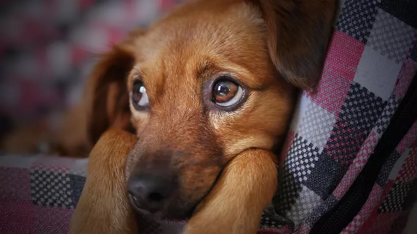 7 Puppy Behaviors to Correct Early