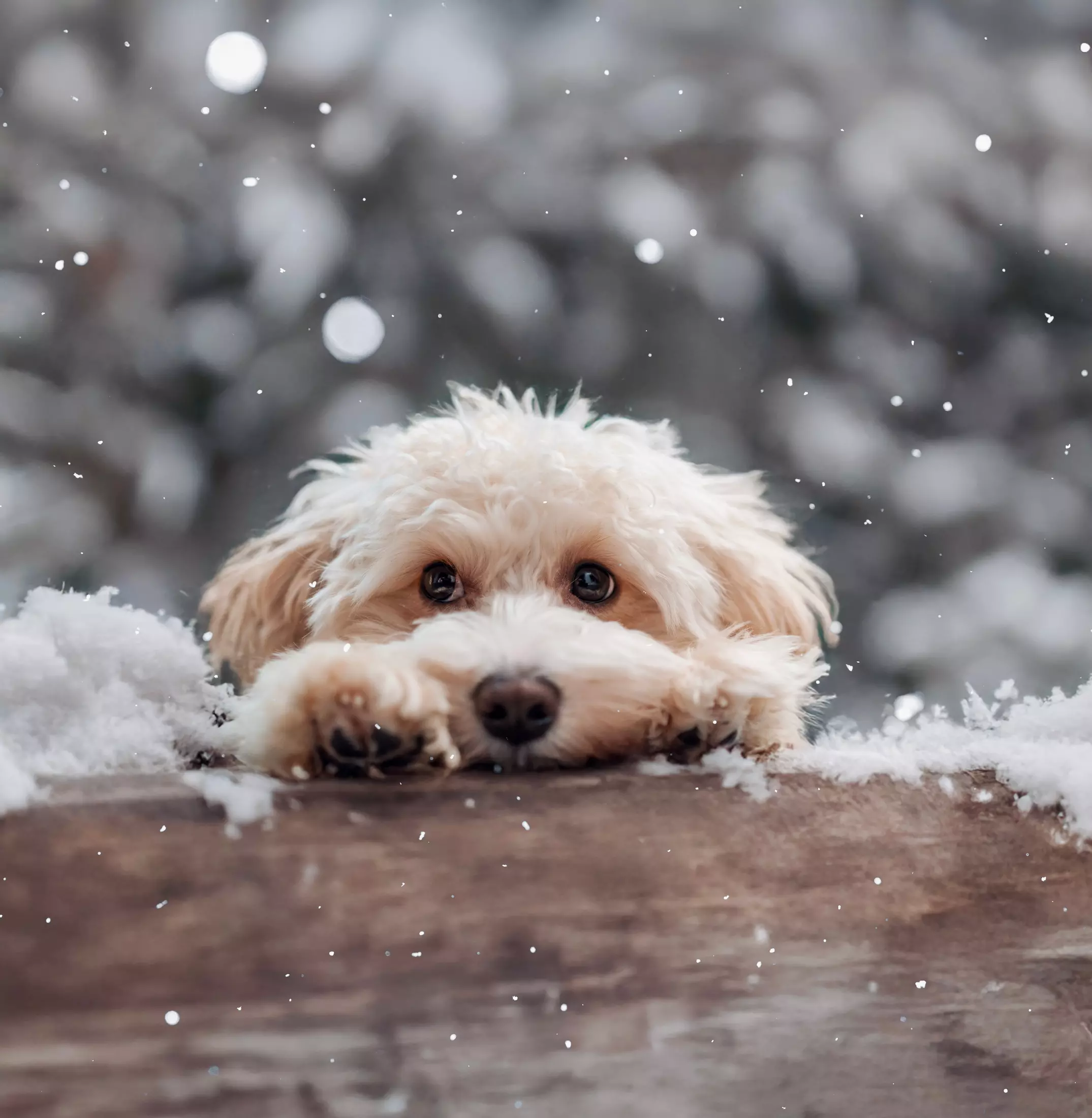 Most Popular Lap Dogs in the U.S.