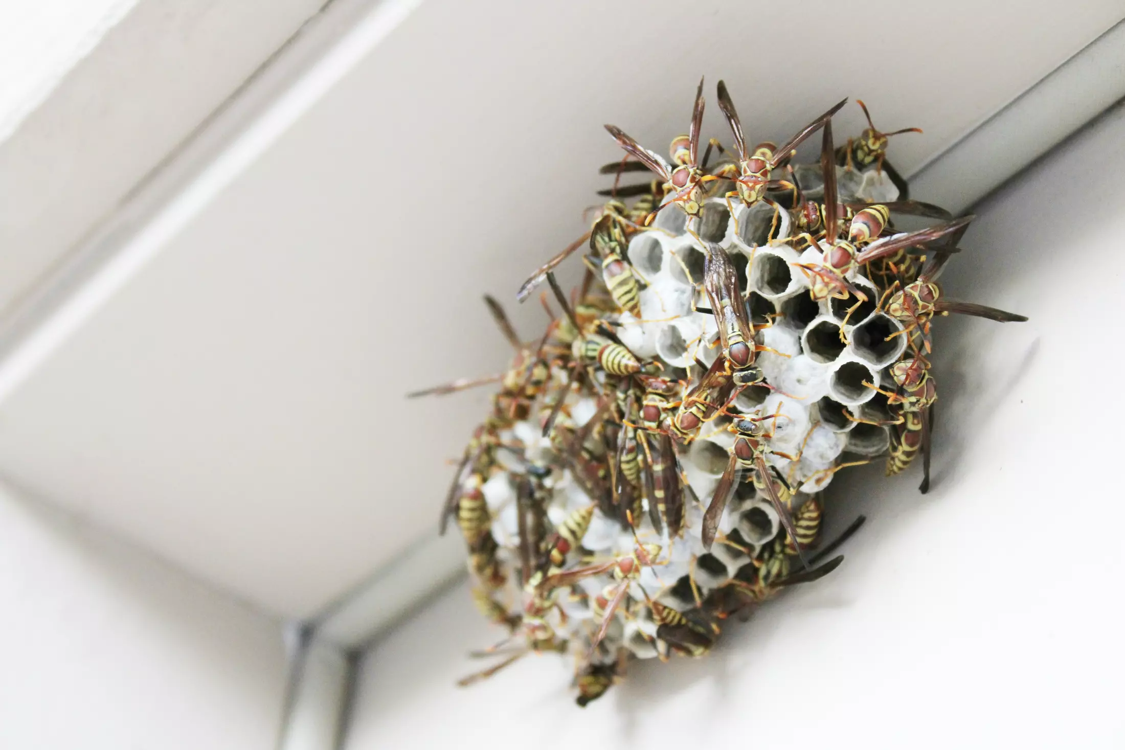 How to Use Vinegar to Get Rid of Wasps