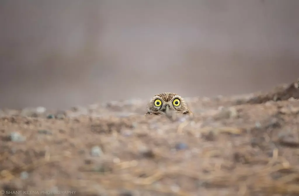 8 of the Most Hilarious Wildlife Photos