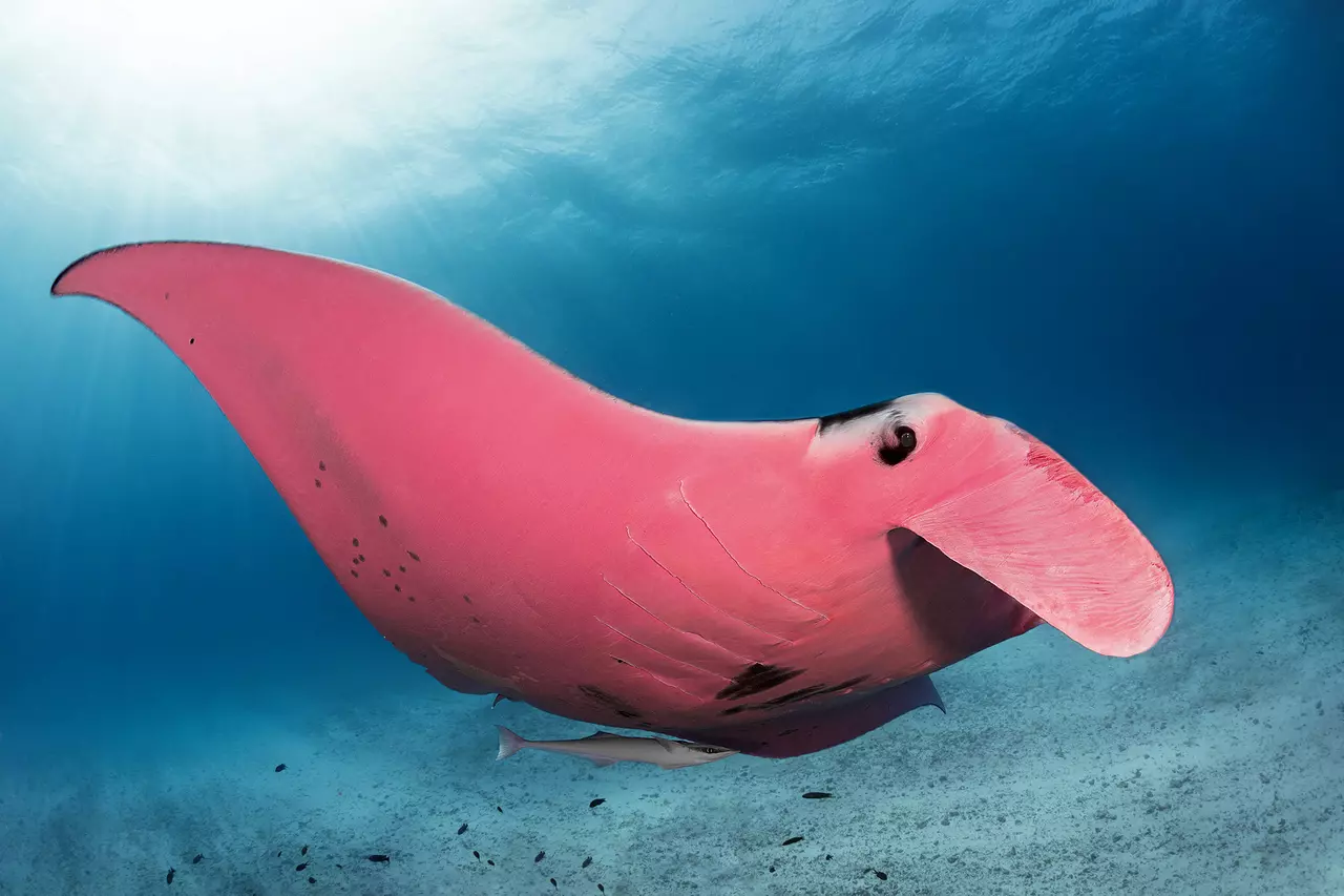 Inspector Clouseau: The Only Pink Manta Ray in the World