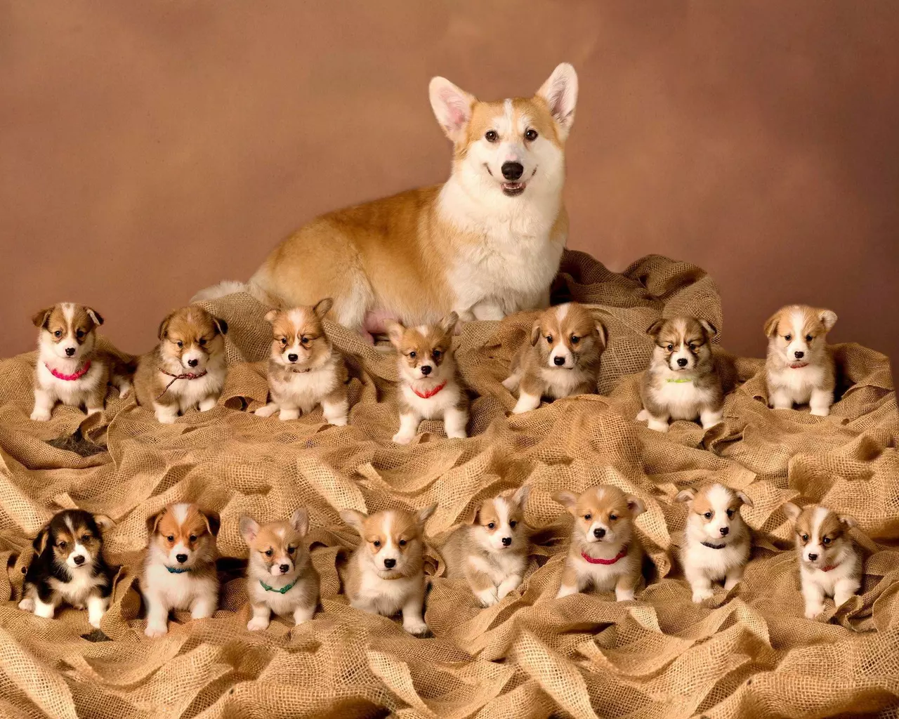 Proud Momma Dogs with their Adorable Pups