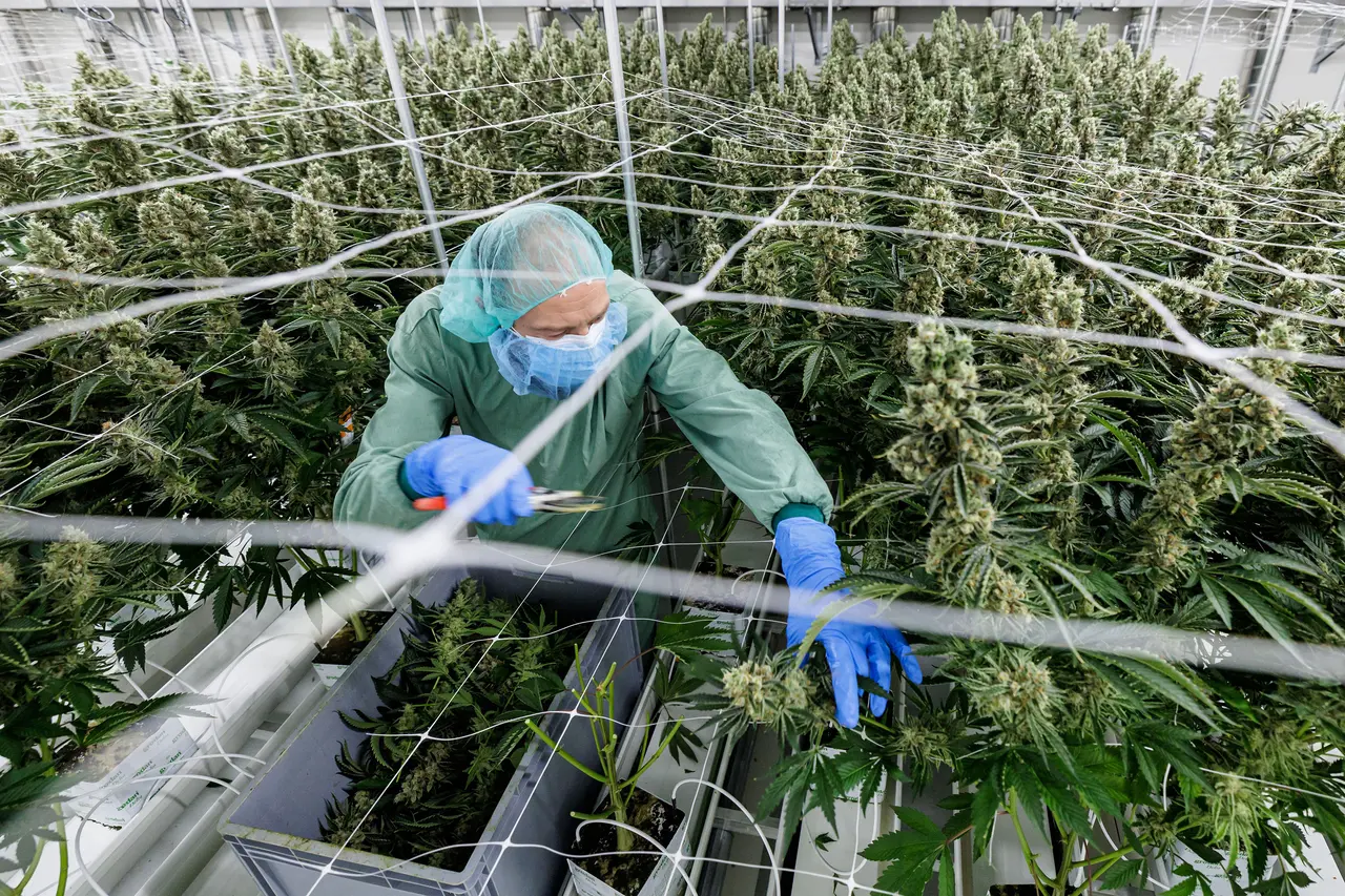 Idahoans won’t get to vote on legalizing medical cannabis this fall. Here’s why