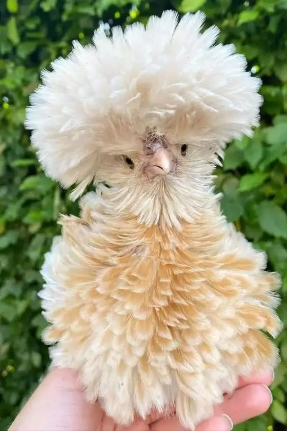 The World's Funniest Looking Chickens