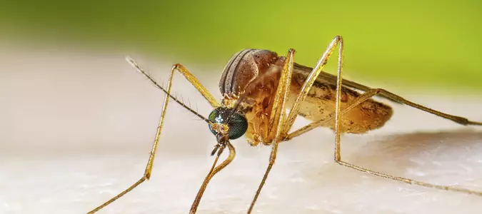 West Nile virus cases running higher than normal, prompting health warnings