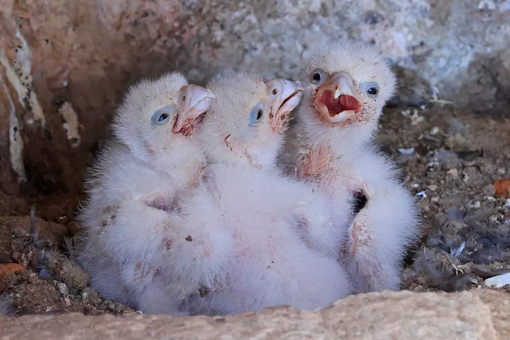 This is What Raptor Closures Are Actually Protecting