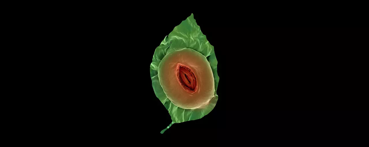 Amazing Microscopic Images of Plants and Fruit