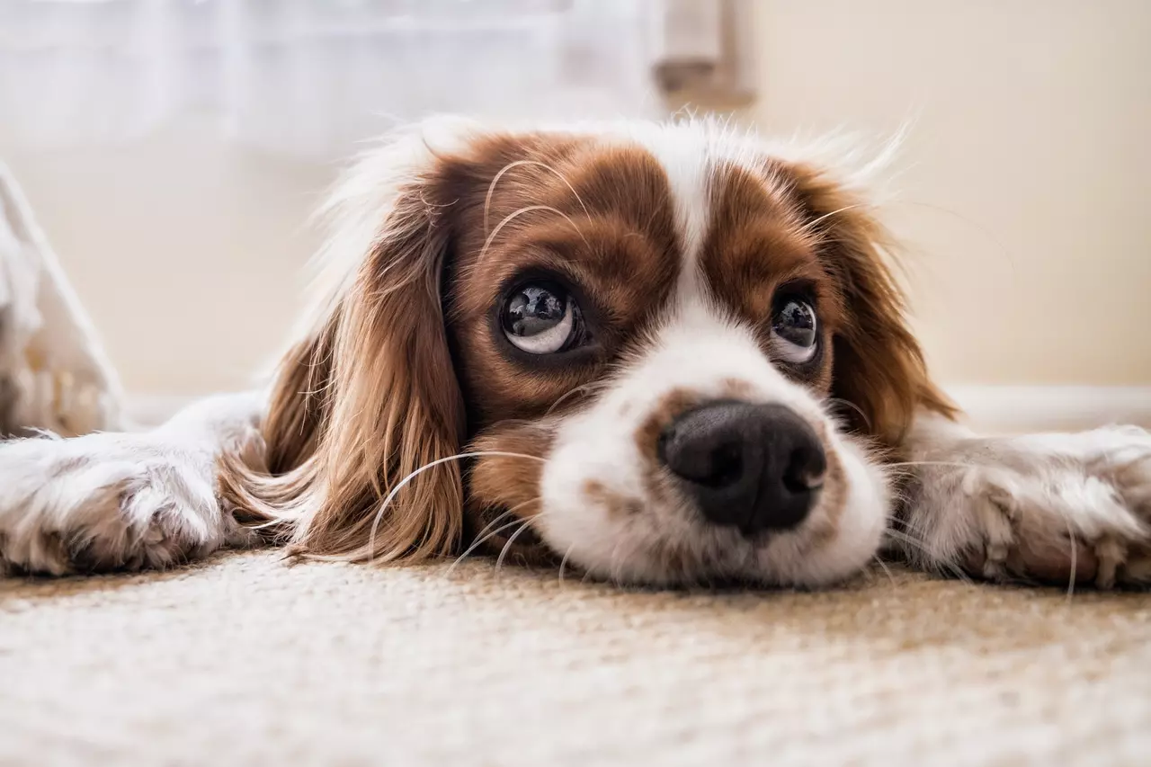 7 Foods that are Poisonous to Dogs