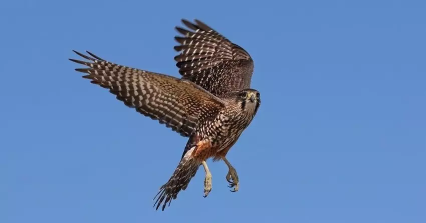 New Zealand falcon wins country's Bird of the Year vote