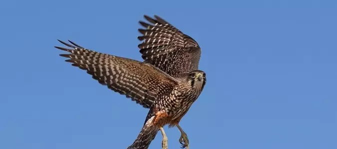 New Zealand falcon wins country's Bird of the Year vote