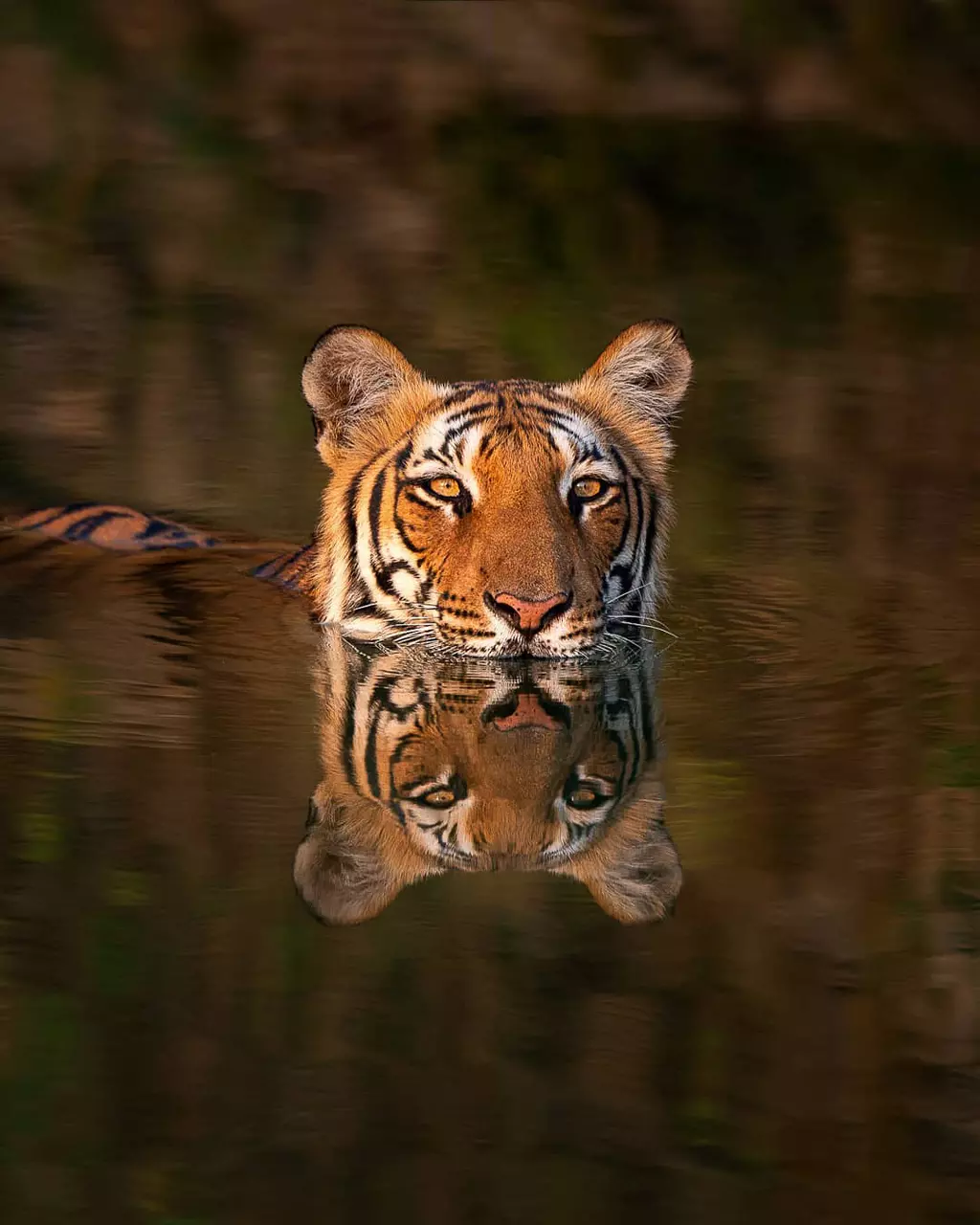 10 Majestic Photos of Tigers