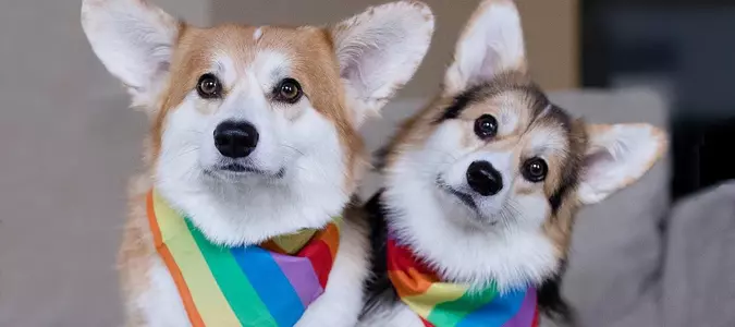 Pooches Showing Pride