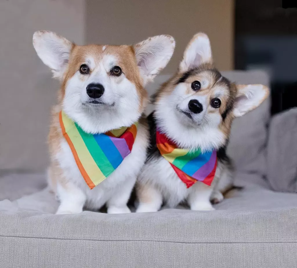 Pooches Showing Pride