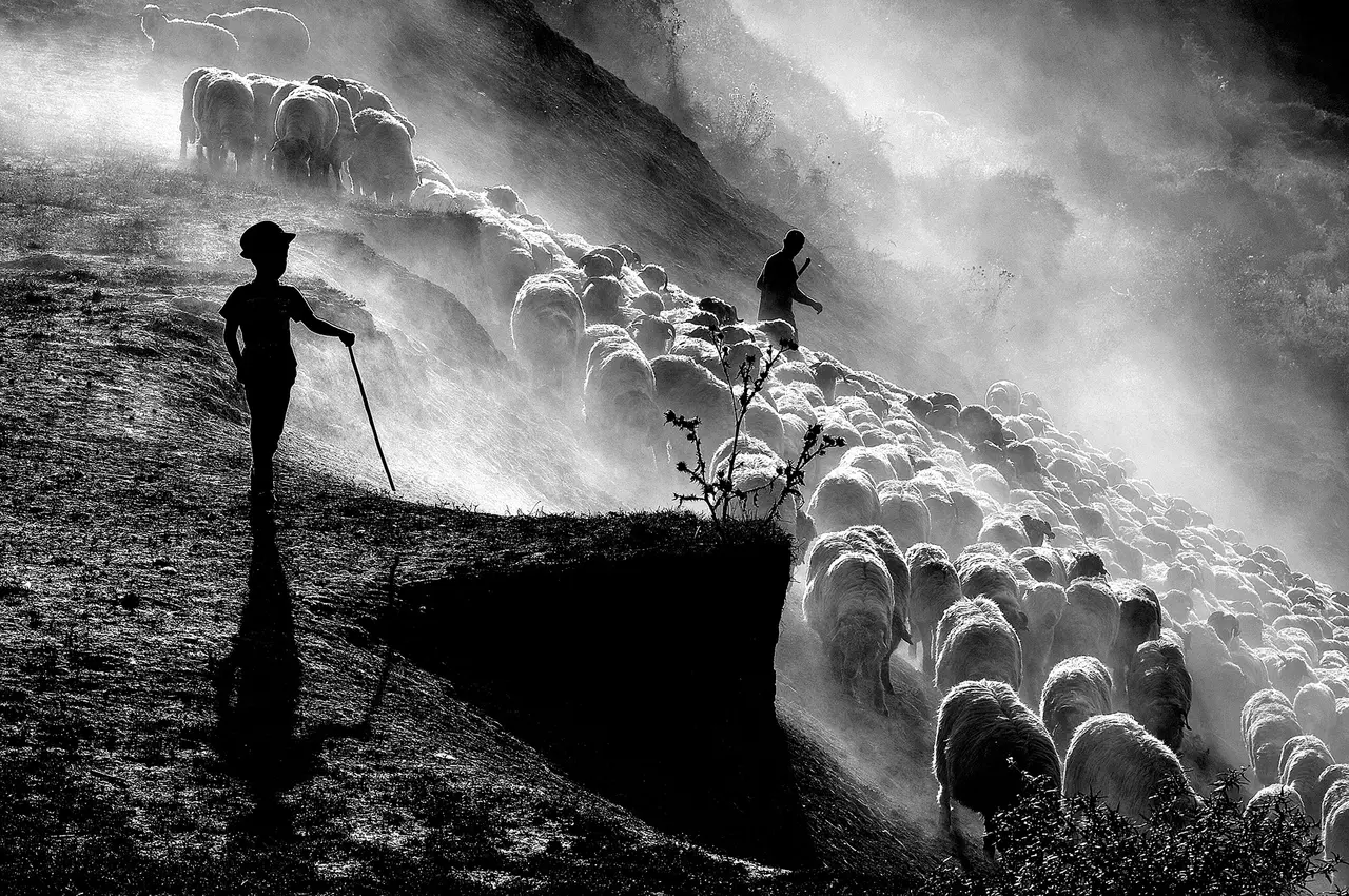 Scenes of Intimacy Between Transylvanian Shepherds and their Herds