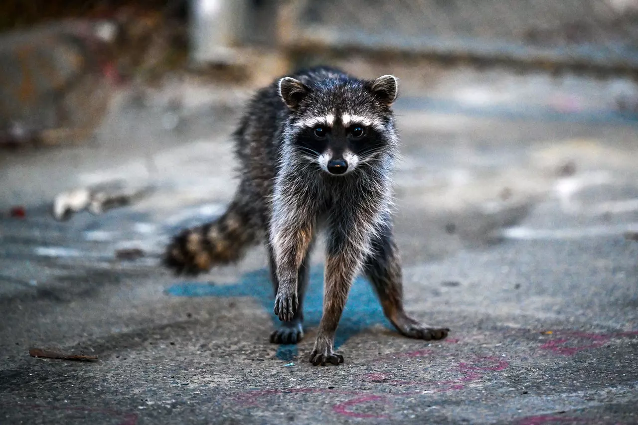 'Oh, my, gosh, they would never have known:' New warnings about rabies outbreaks as cases rise