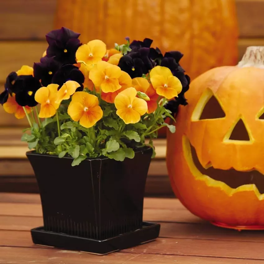 Decorate Your Porch with Pretty Potted Plants