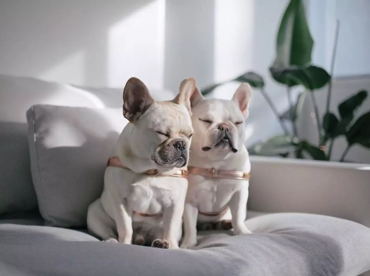 Theo and Cato: The Cutest French Bulldogs