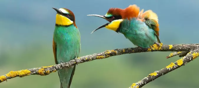 The Best Comedic Moments in Wildlife