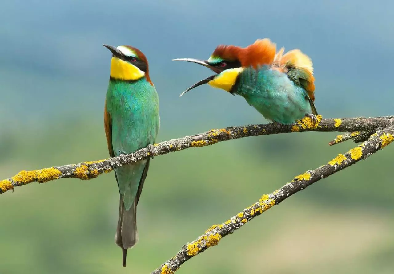 The Best Comedic Moments in Wildlife