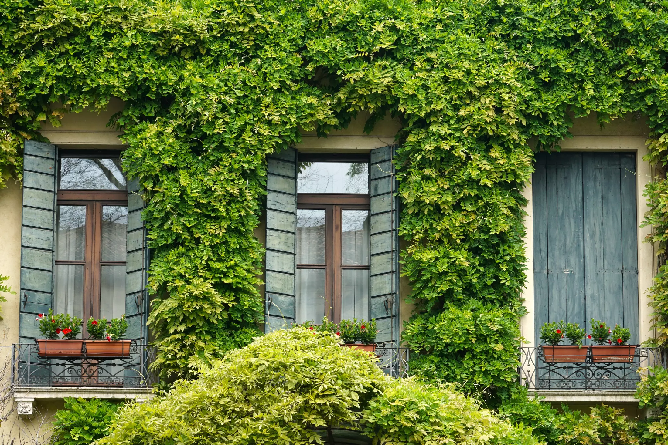 How to Keep Birds from Hitting Your Windows